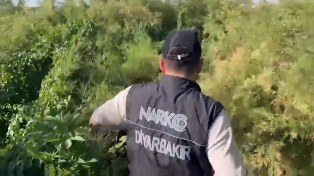 Dicle Nehri kenarında ekilen 100 milyon TL değerinde kenevir imha edildi

