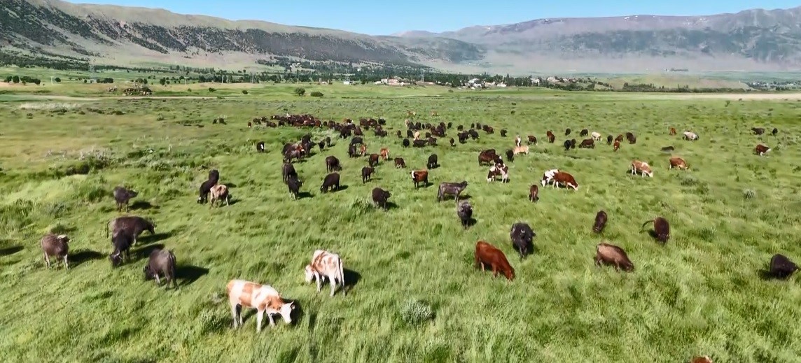 Bitlis’te manda sürüsünden belgesellik görüntüler