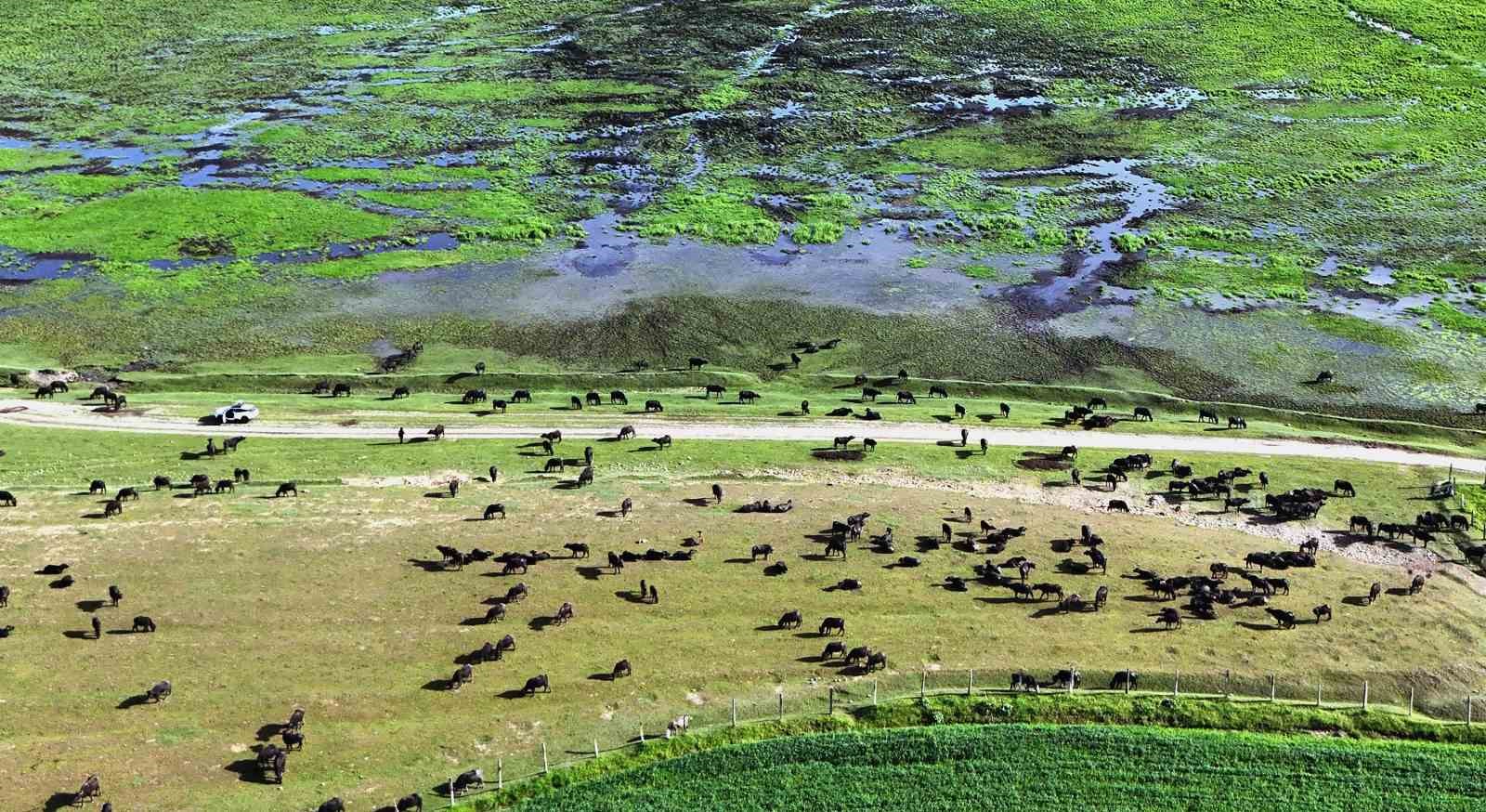 Bitlis&rsquo;te manda s&uuml;r&uuml;s&uuml;nden belgesellik g&ouml;r&uuml;nt&uuml;ler
