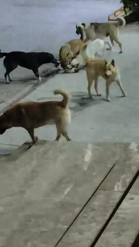 Sokak köpeklerinin saldırdığı kedi telef oldu