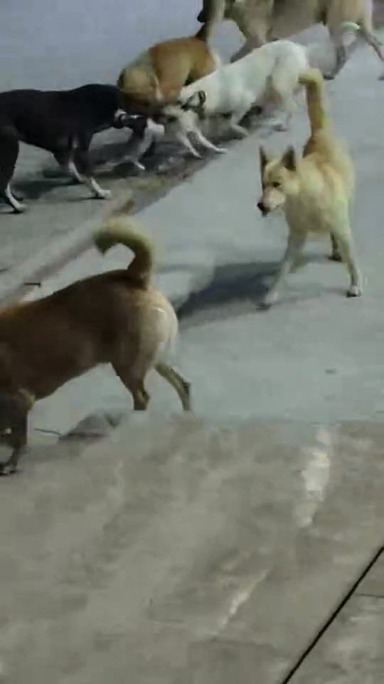 Sokak k&ouml;peklerinin saldırdığı kedi telef oldu
