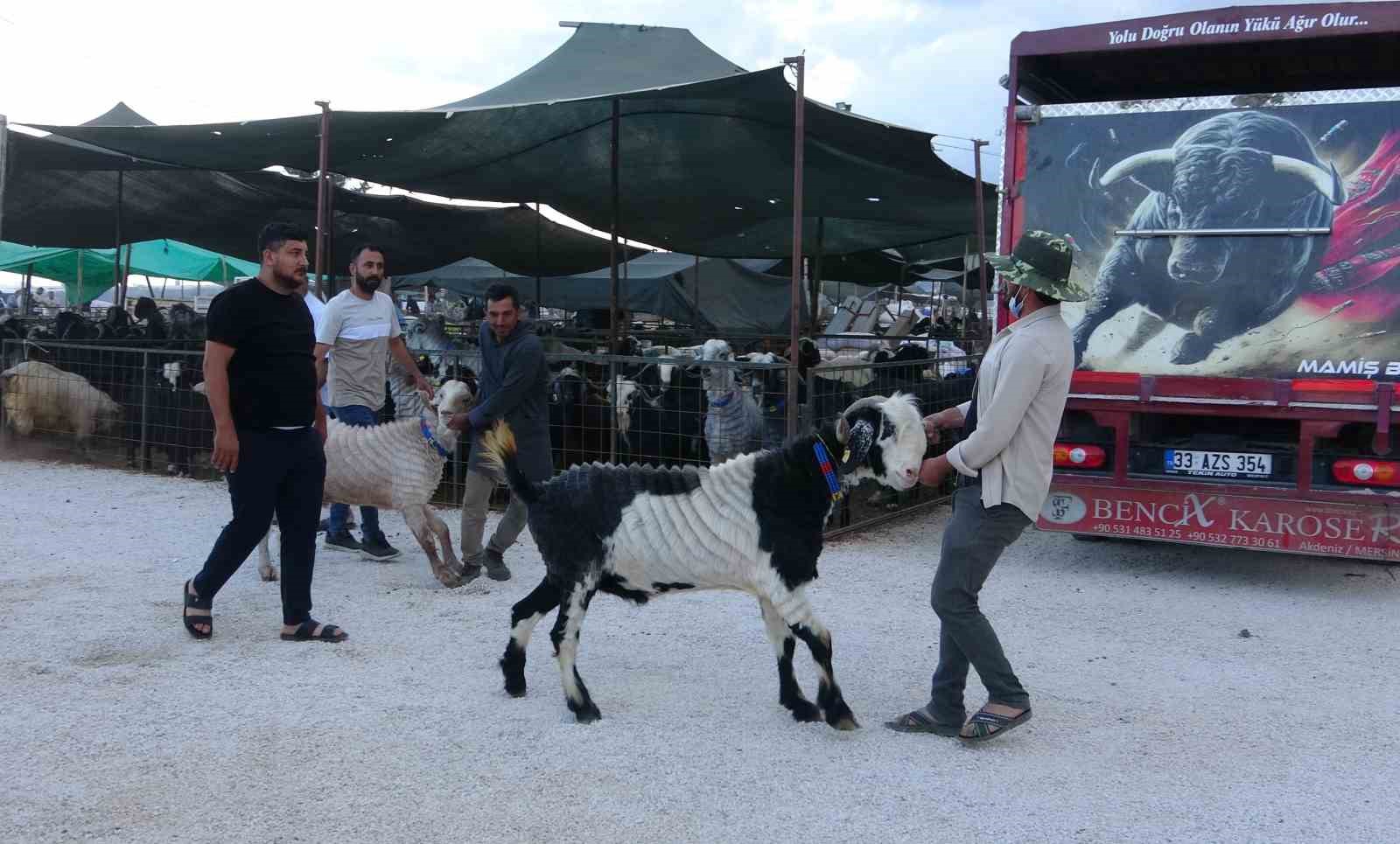 Bayram yaklaştı, kurban pazarında kıran kırana pazarlık başladı