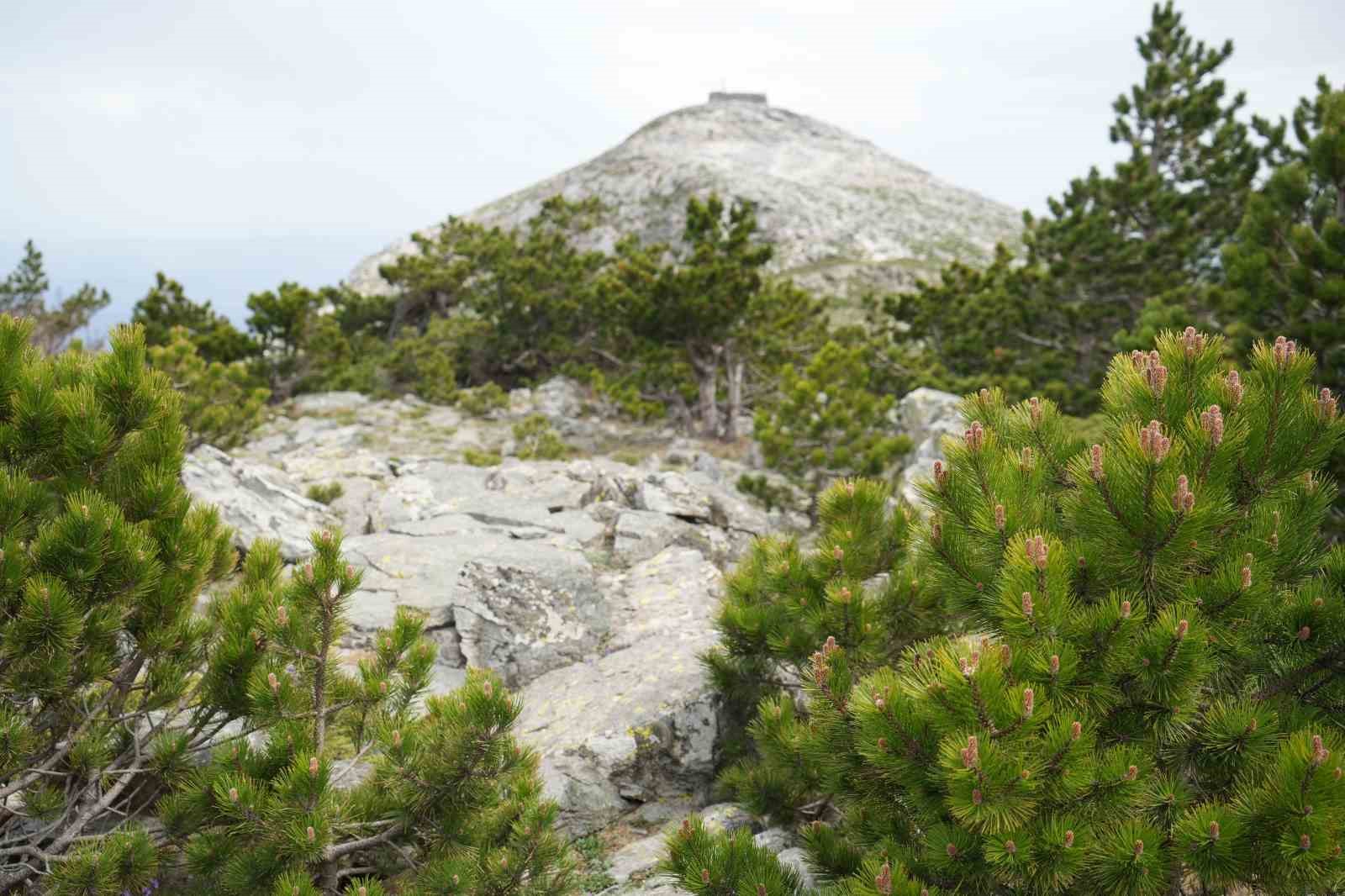 Kazdağları’nın zirvesi Sarıkız doğa severlerin ilgisini çekiyor