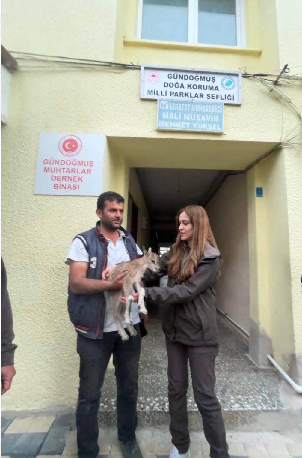 Yolda bulduğu yaban ke&ccedil;isi yavrusunu Doğa Koruma ve Milli Parklara teslim etti
