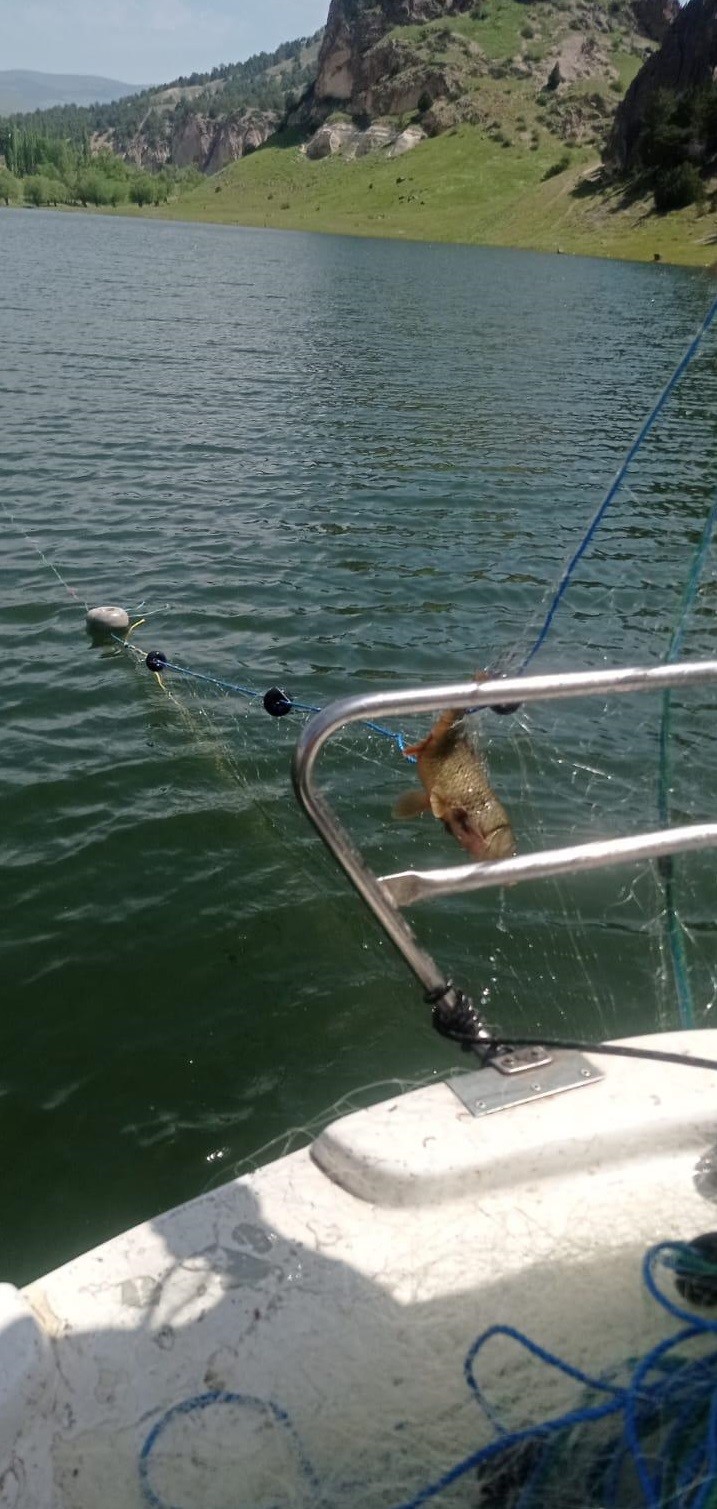 Kars&rsquo;ta sazan balıklarının &uuml;reme d&ouml;nemleri araştırılıyor
