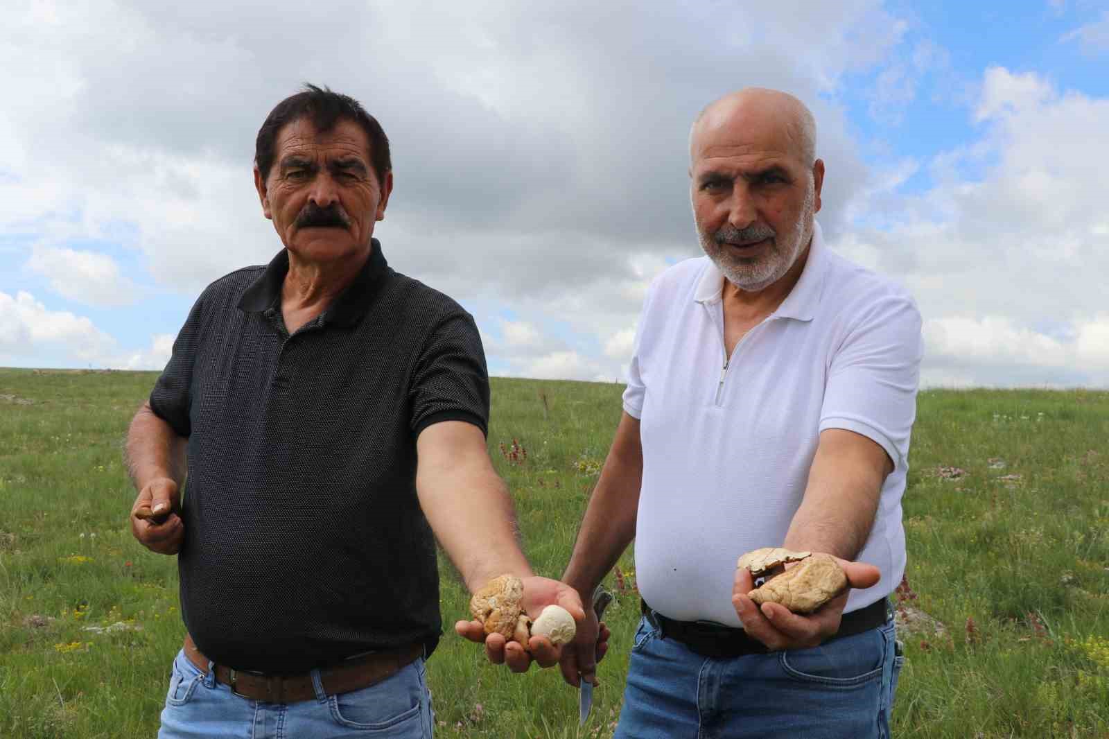 Bedava protein, doğadan elleriyle tek tek topluyorlar