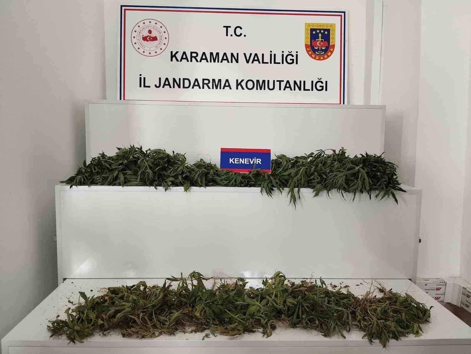 Karaman’da 698 adet kök kenevir ele geçirildi