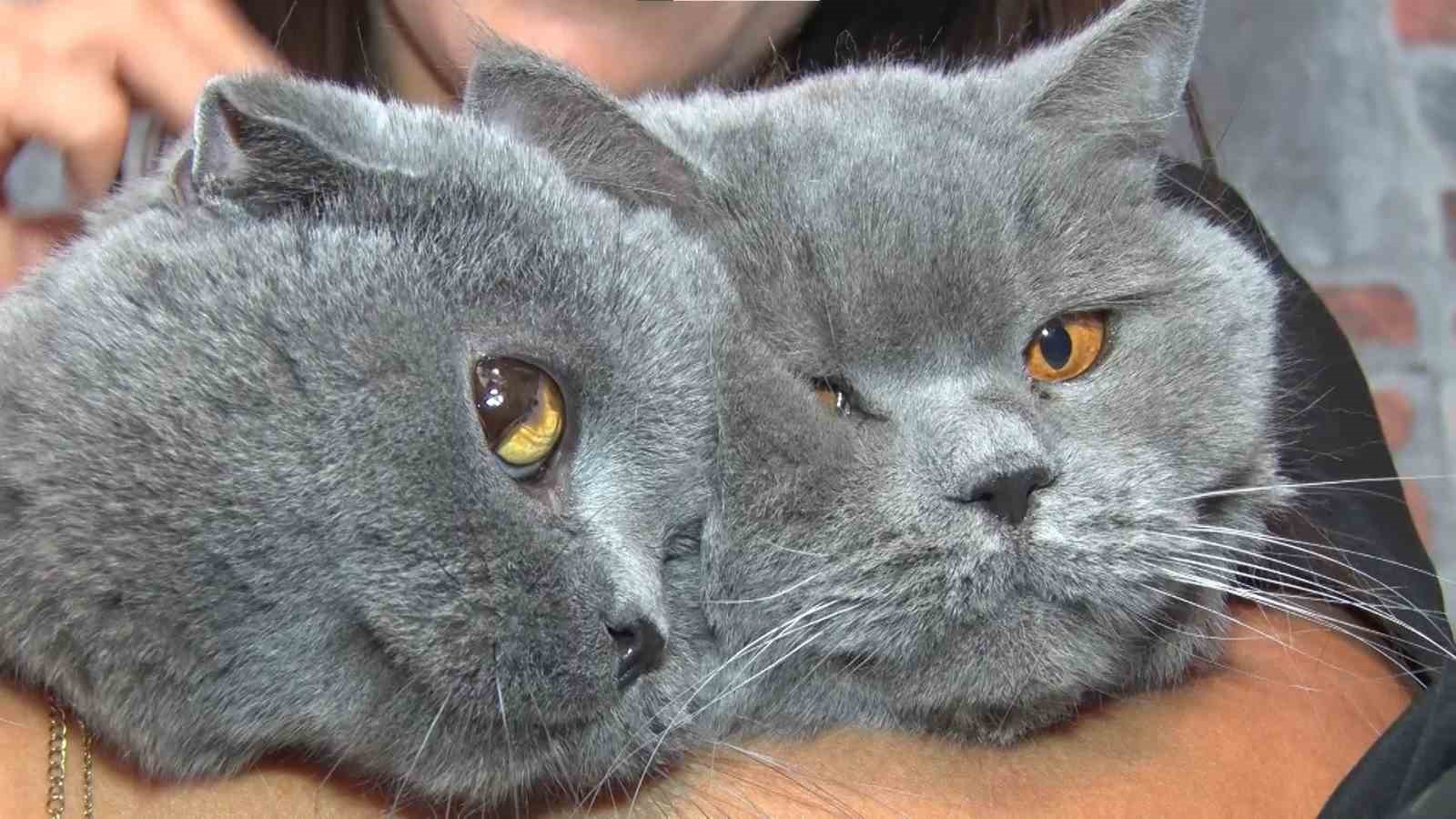 Travmatik geçmişleri olan kediler sosyalleşiyor