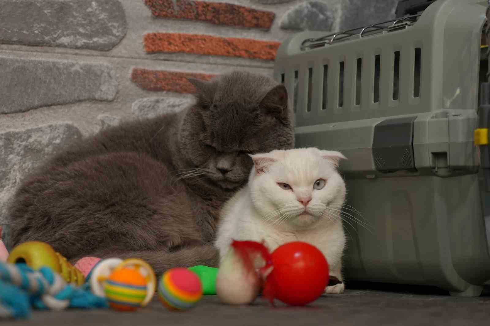 Travmatik geçmişleri olan kediler sosyalleşiyor