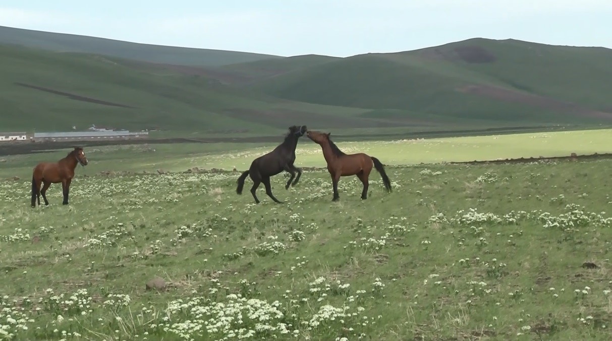 Kars’ta yılkı atlarının güreşi kamerada