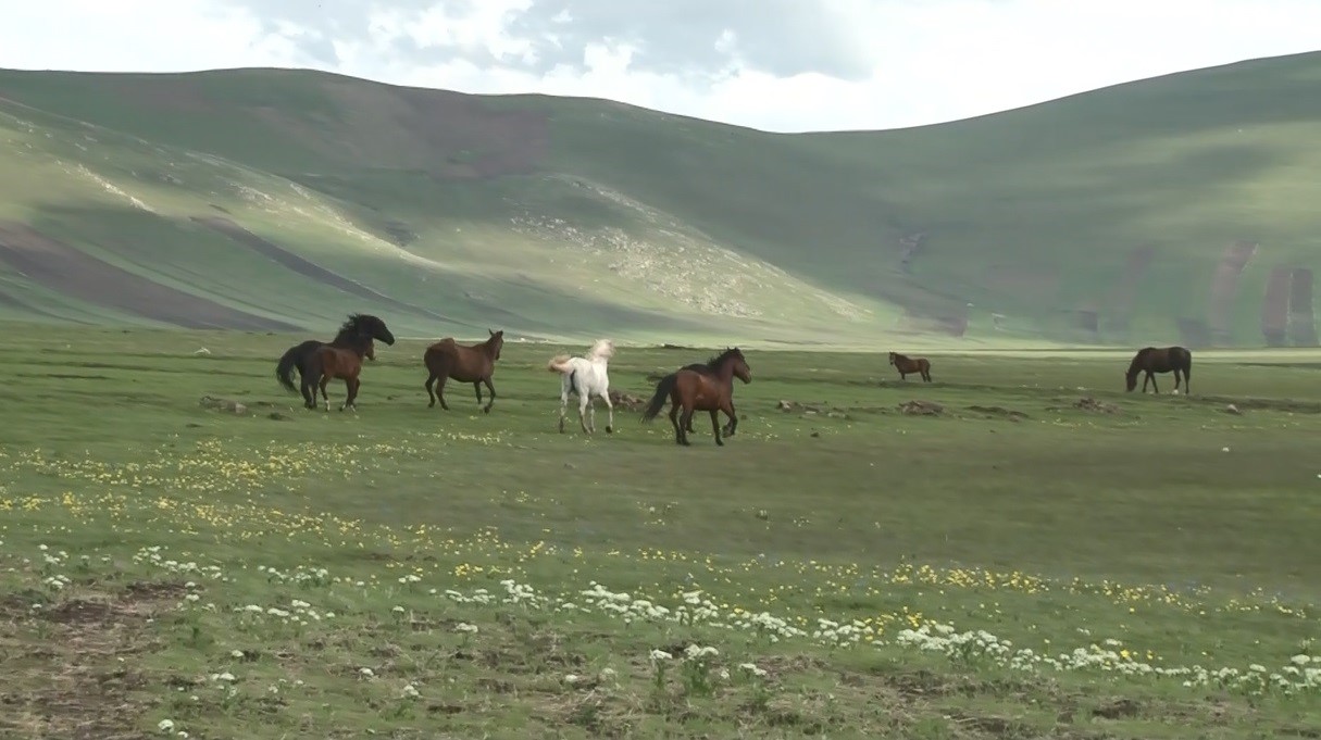 Kars&rsquo;ta yılkı atlarının g&uuml;reşi kamerada
