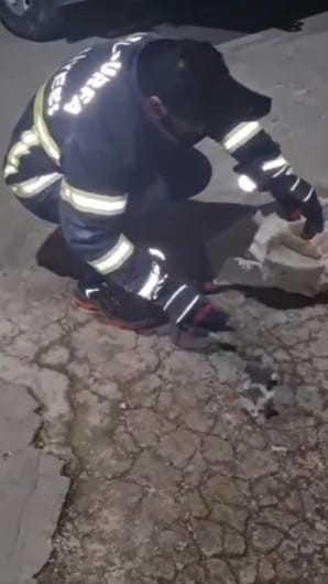 Şanlıurfa&acute;da havalandırma boşluğuna d&uuml;şen 3 yavru kedi kurtarıldı
