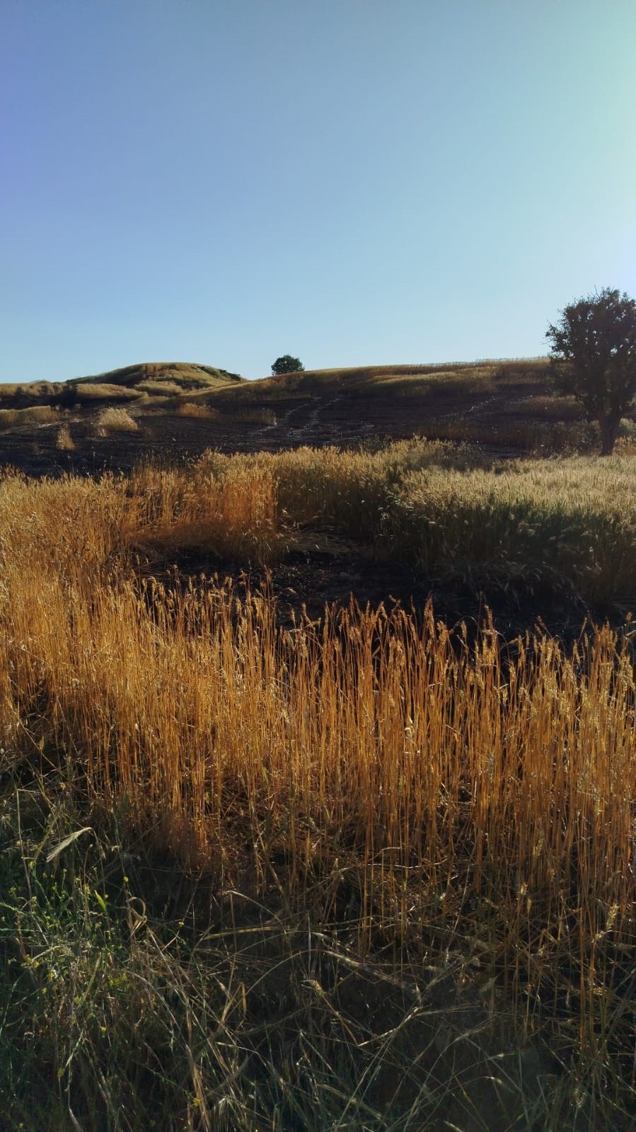Batman’da soda şişesi 100 dönümlük ekili araziyi küle çevirdi