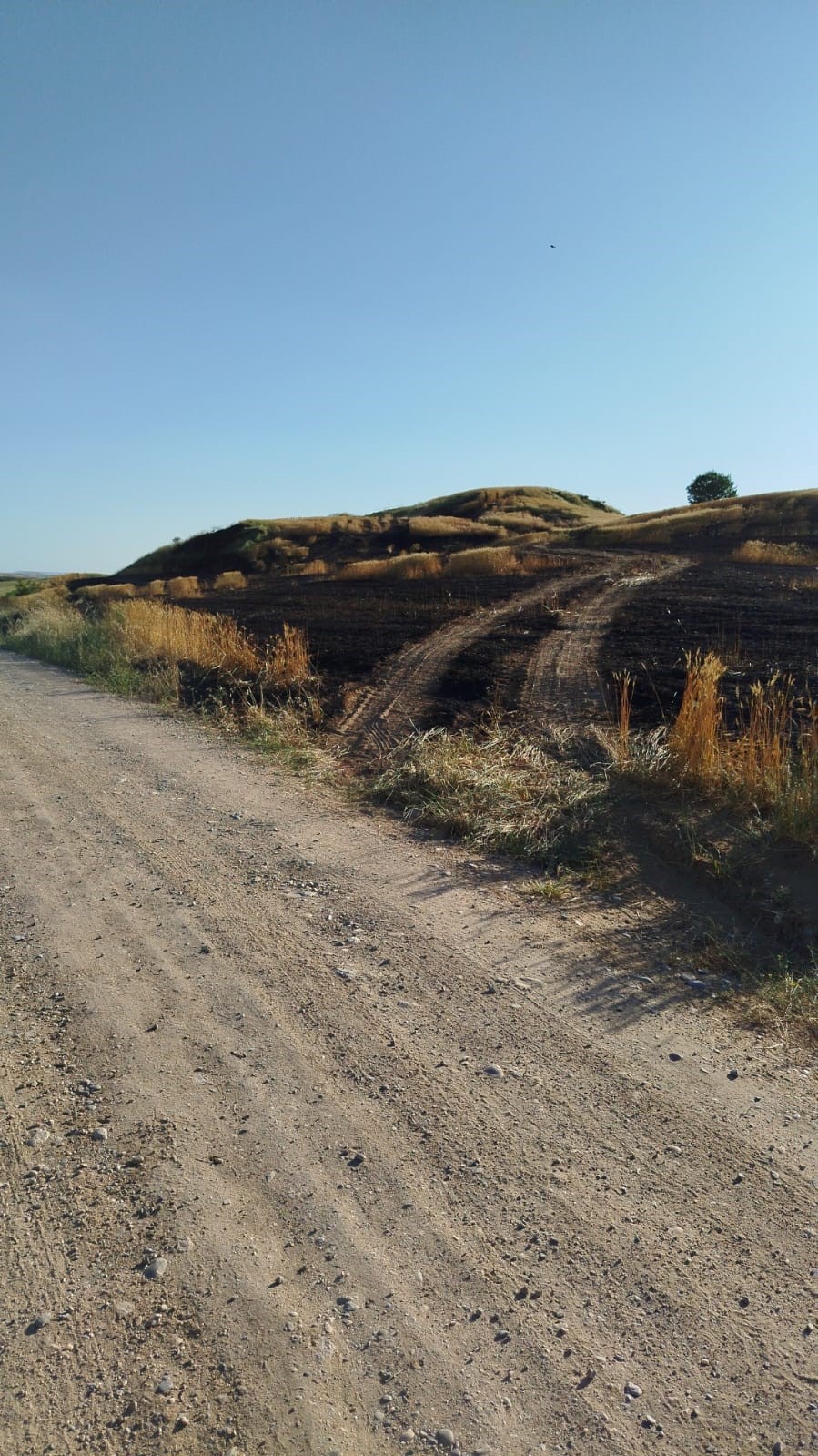Batman&rsquo;da soda şişesi 100 d&ouml;n&uuml;ml&uuml;k ekili araziyi k&uuml;le &ccedil;evirdi
