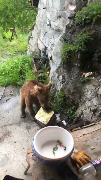 Artvin’de ayı paniği