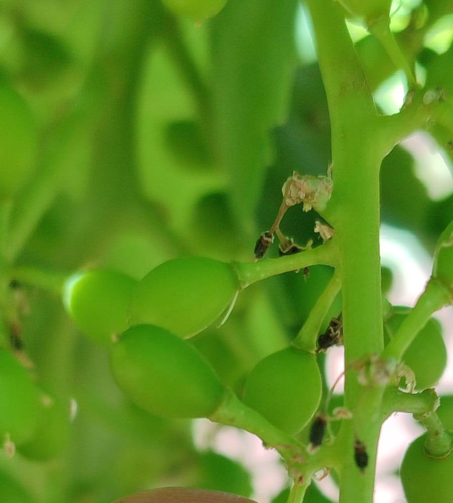 Salihli&rsquo;de &uuml;z&uuml;m &uuml;reticilerine &lsquo;Salkım G&uuml;vesi&rsquo; uyarısı
