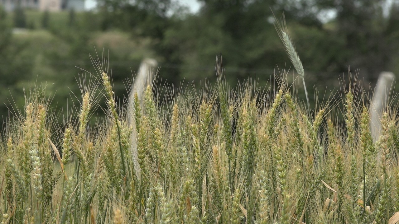 Kış aylarındaki kuraklık Trakya’da buğdayları vurdu