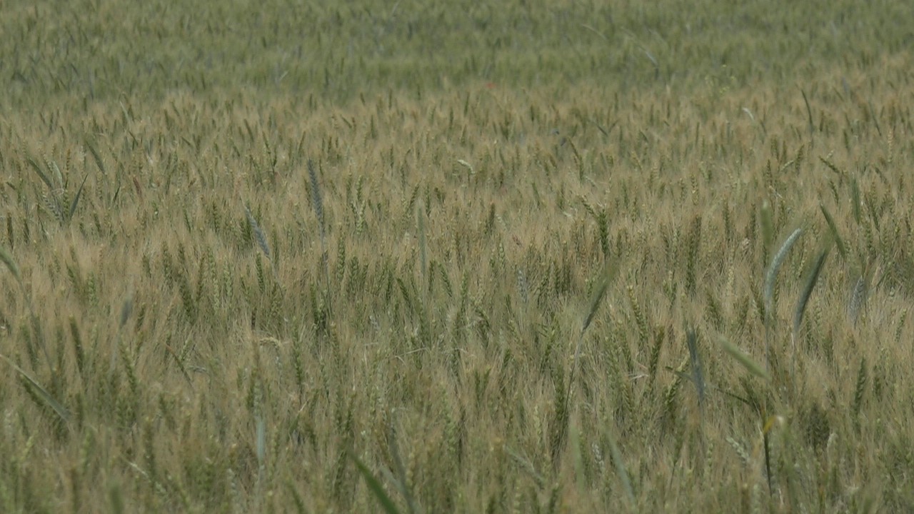Kış aylarındaki kuraklık Trakya’da buğdayları vurdu