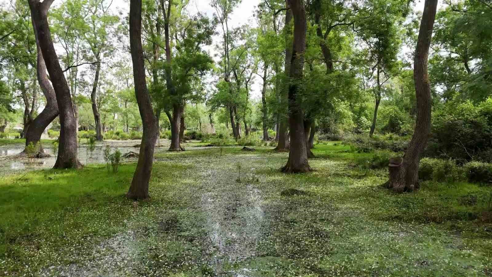 Kızılırmak Deltası&rsquo;nda g&ouml;rsel ş&ouml;len: Leylekler, mandalar, atlar, develer ve su papatyaları
