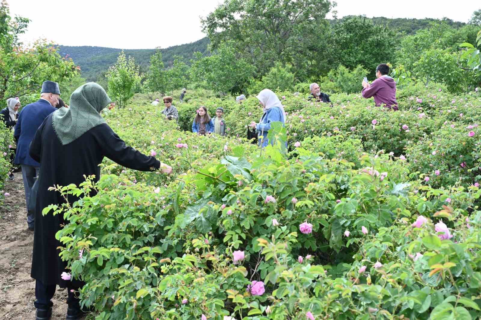 Isparta&rsquo;da g&uuml;l hasadı, festival coşkusunu doruklara taşıdı
