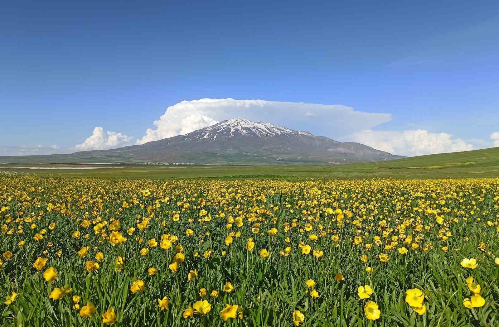 Sütey Yaylası bahar çiçekleriyle renklendi
