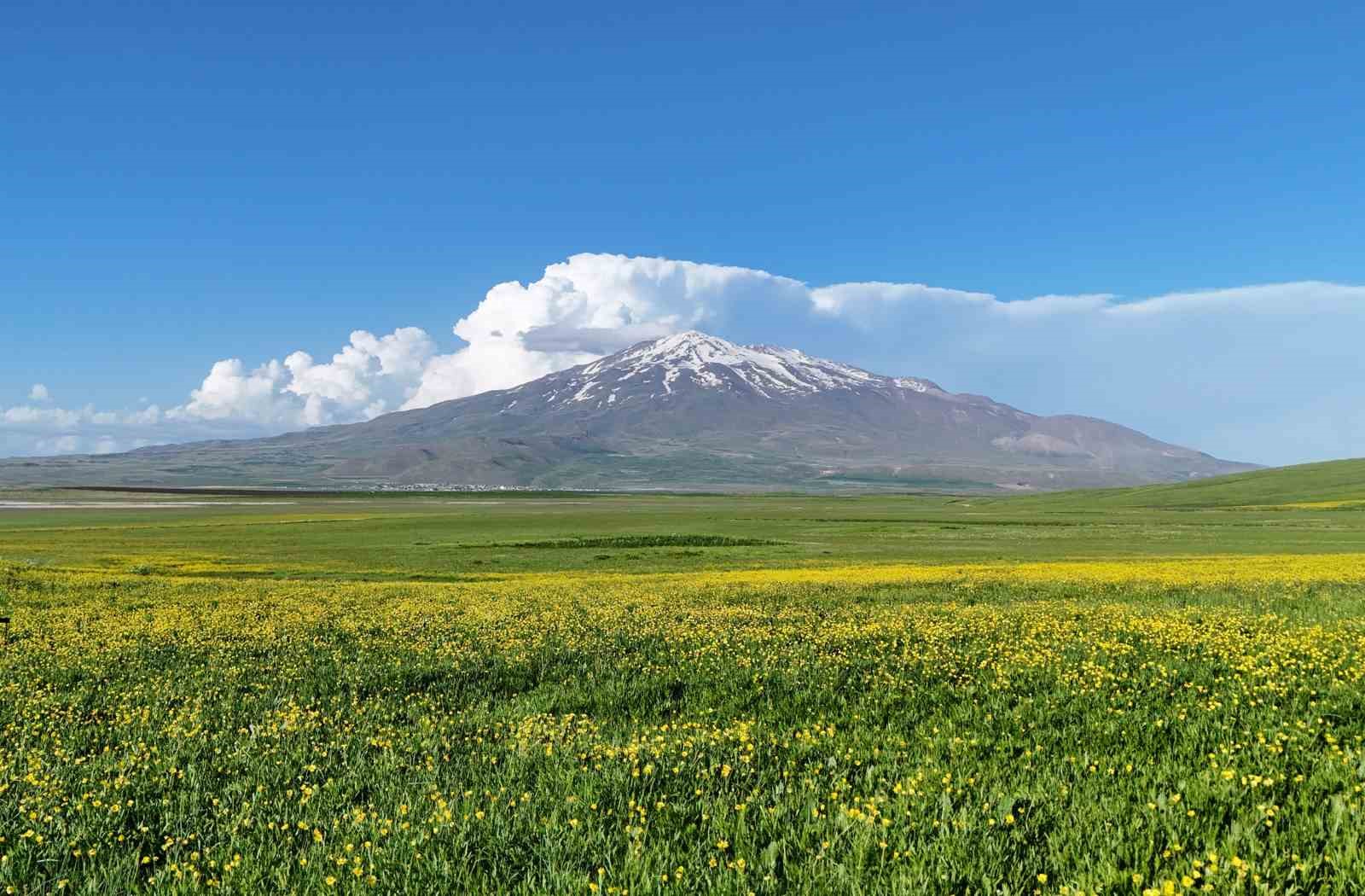 Sütey Yaylası bahar çiçekleriyle renklendi
