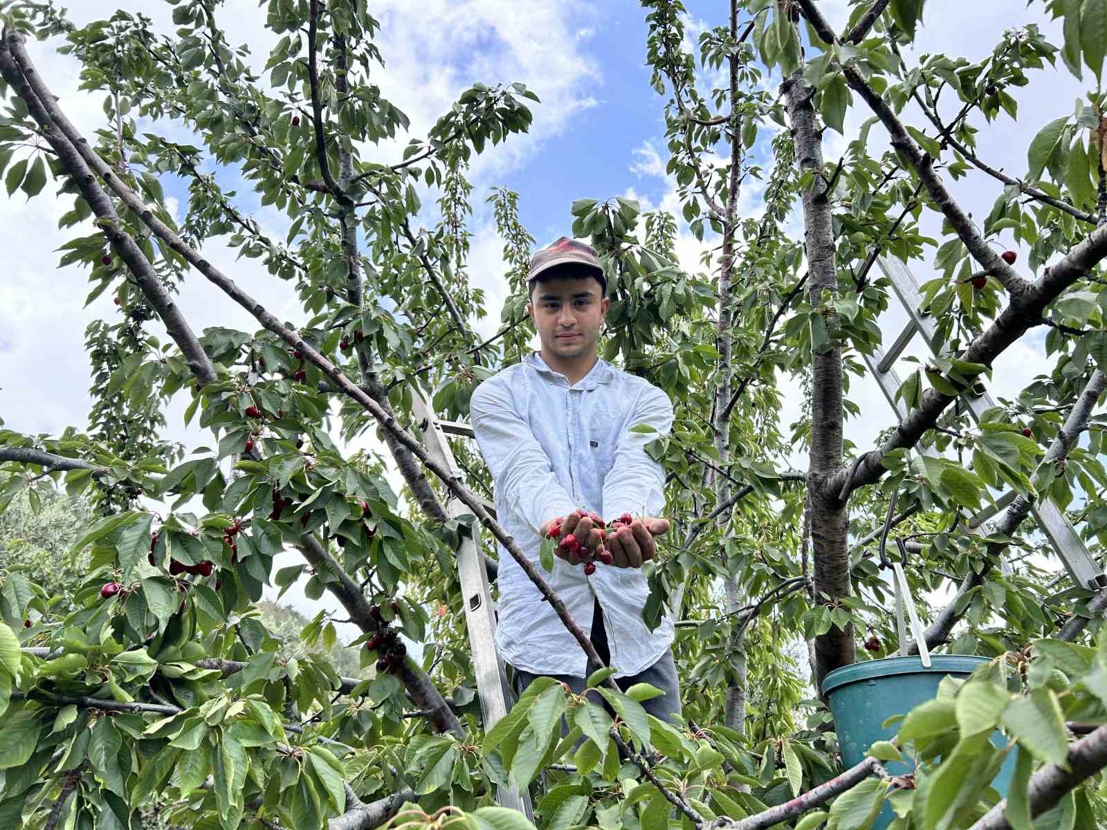 Don afetinin rekolteyi düşürdüğü kirazda hasat vakti