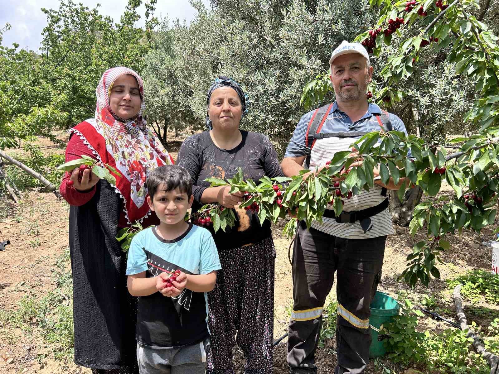 Don afetinin rekolteyi d&uuml;ş&uuml;rd&uuml;ğ&uuml; kirazda hasat vakti
