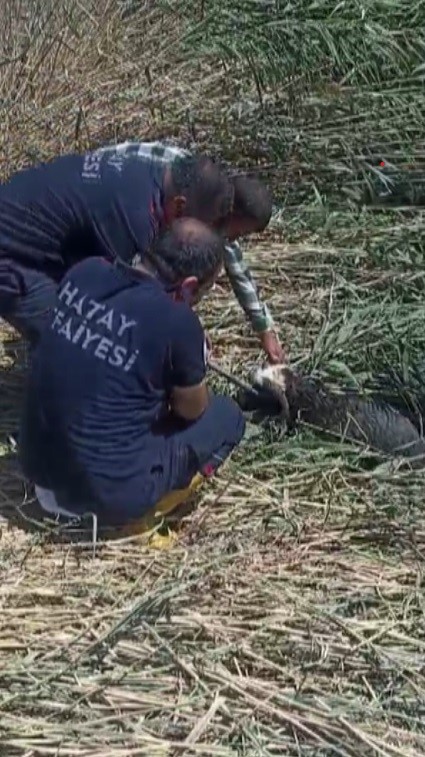 Kaçarak çamura saplanan kurbanlık koyunları itfaiye kurtarıldı