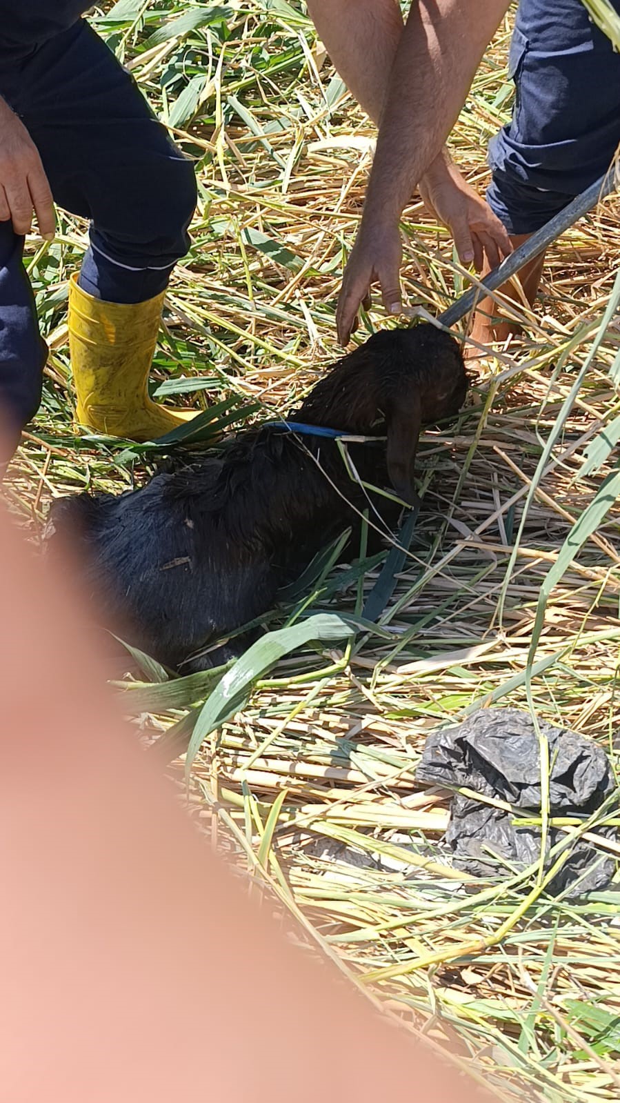 Kaçarak çamura saplanan kurbanlık koyunları itfaiye kurtarıldı
