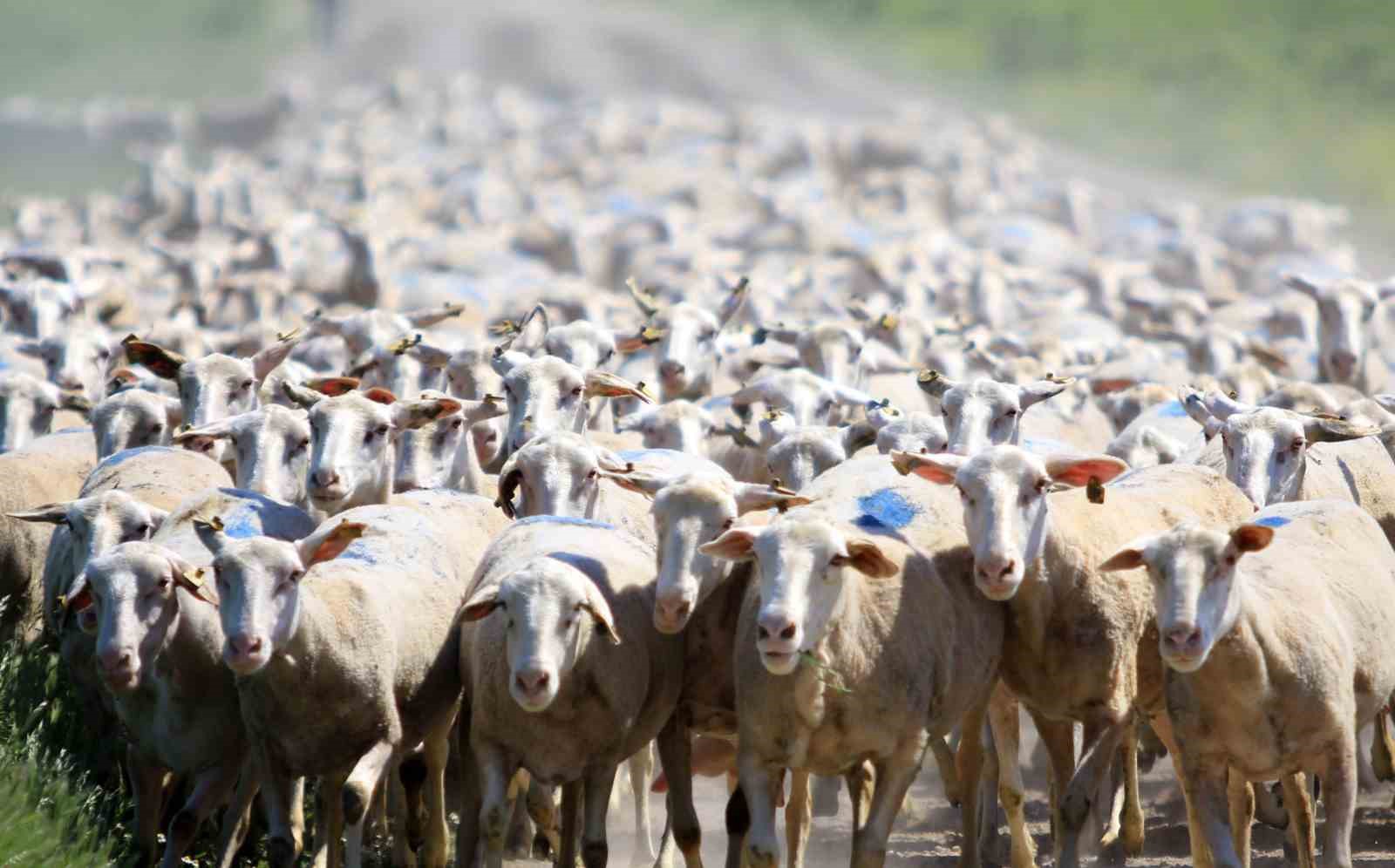 TİGEM Karacabey, hem üreticiye hem ekonomiye katkı sunuyor