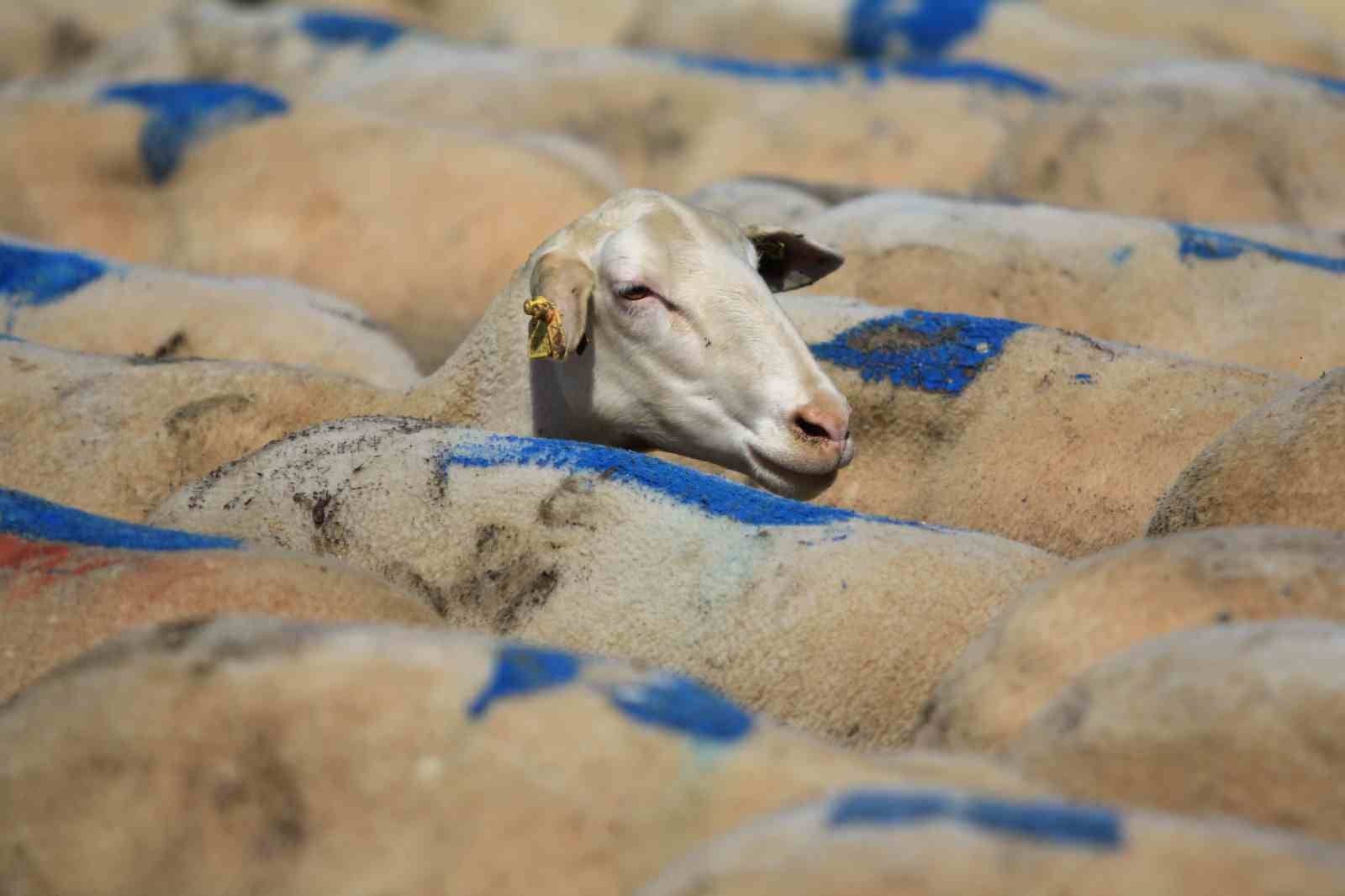 TİGEM Karacabey, hem üreticiye hem ekonomiye katkı sunuyor