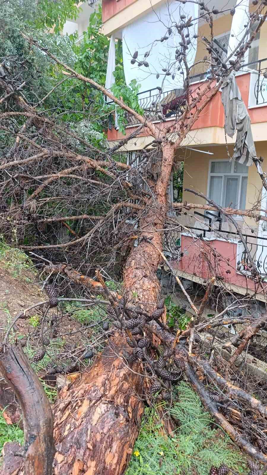 Manavgat’ta dev ağaç binanın üzerine devrildi
