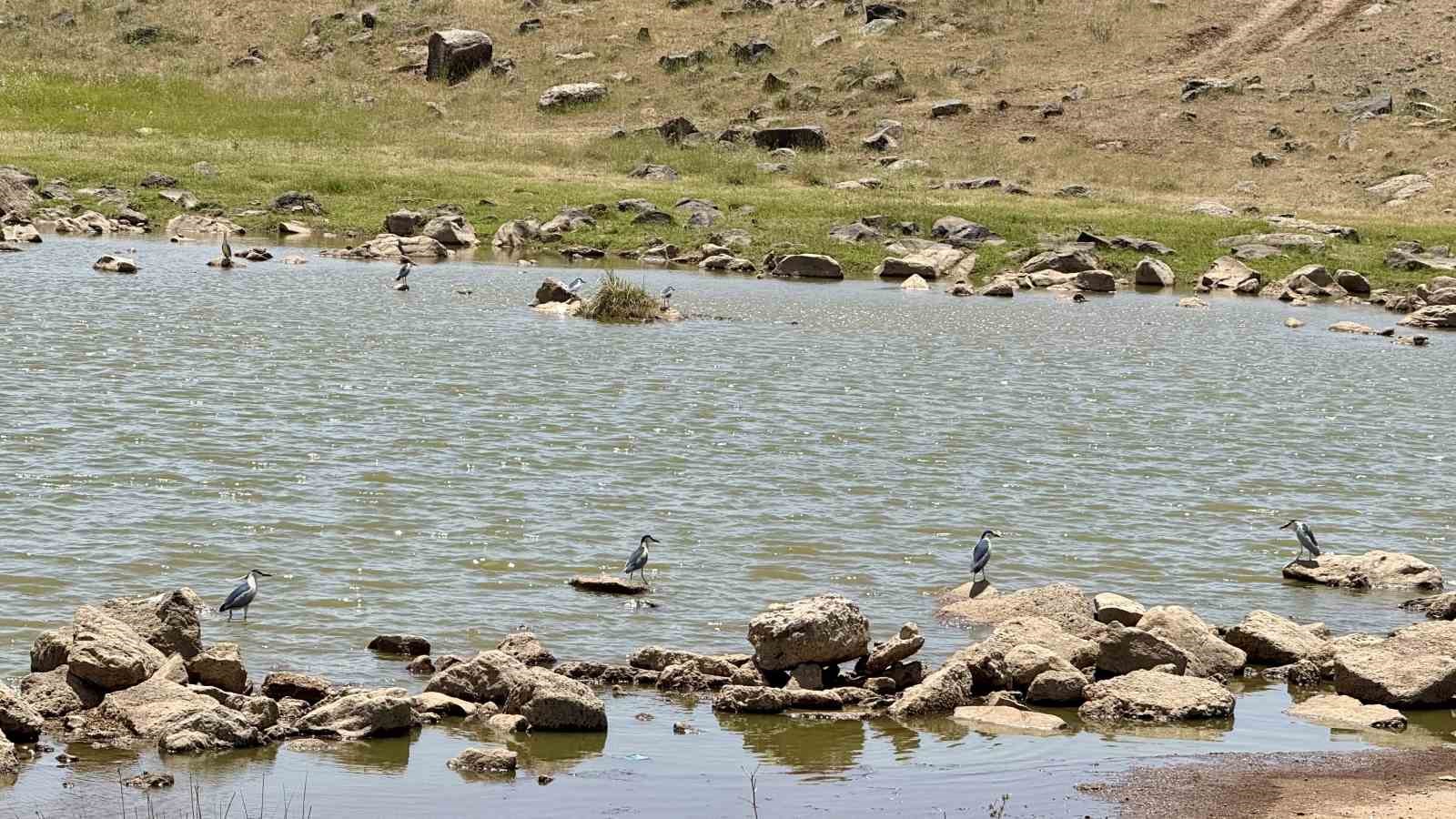 280 türden fazla kuşa ev sahipliği yapan Diyarbakır’da uzun yıllar sonra flamingo görüldü
