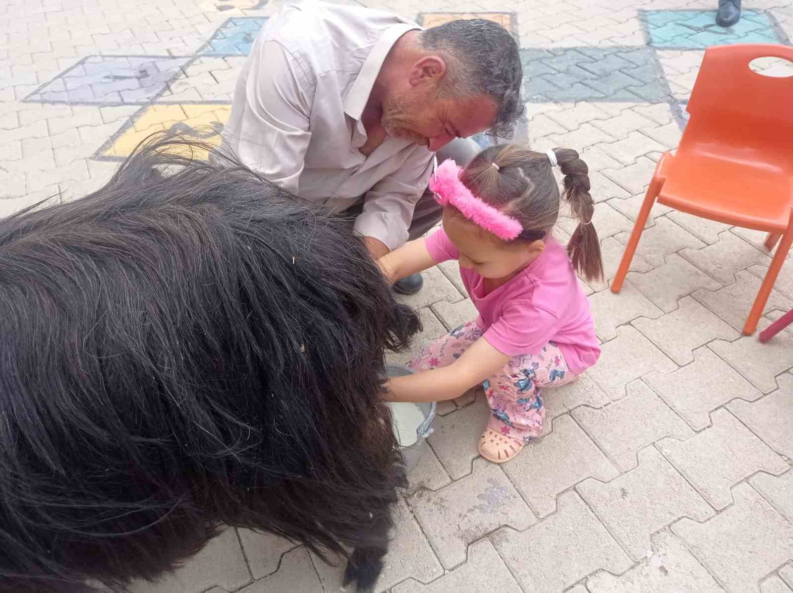 Şırnak’ta öğrencilere keçi sağımı uygulamalı olarak gösterildi