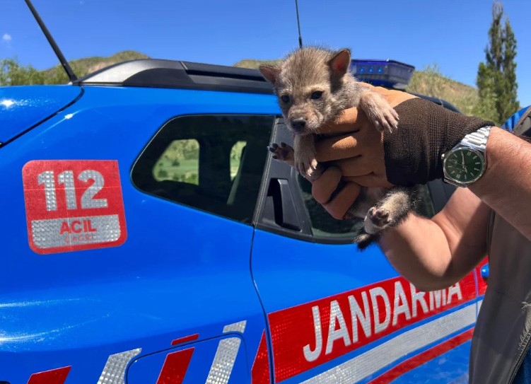 Kurt ve ayı yavrusu artık şefkatli ellerde