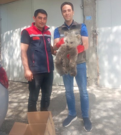 Kurt ve ayı yavrusu artık şefkatli ellerde
