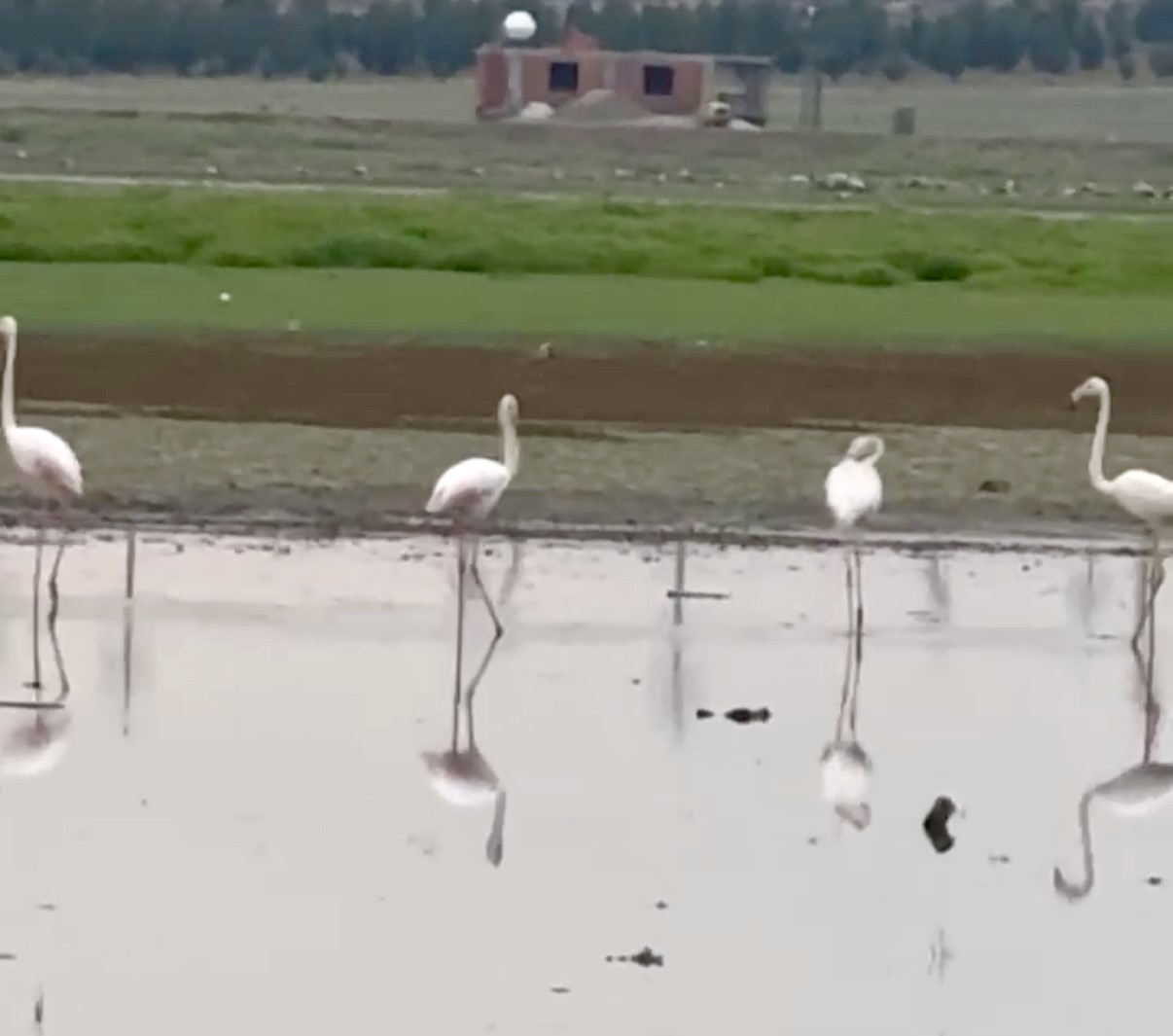 280 türden fazla kuşa ev sahipliği yapan Diyarbakır’da uzun yıllar sonra flamingo görüldü