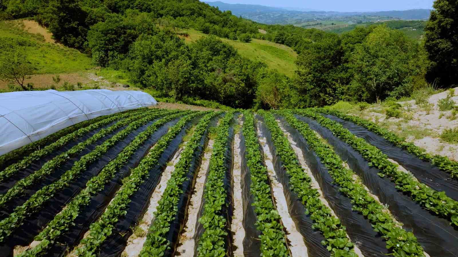 Alternatif tarımın meyvesi çileğin ilk hasadı başladı