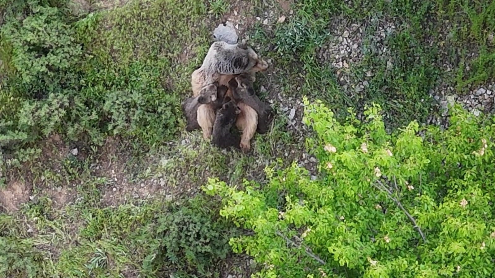 Yavrularını emziren ayı, dronla kaydedildi

