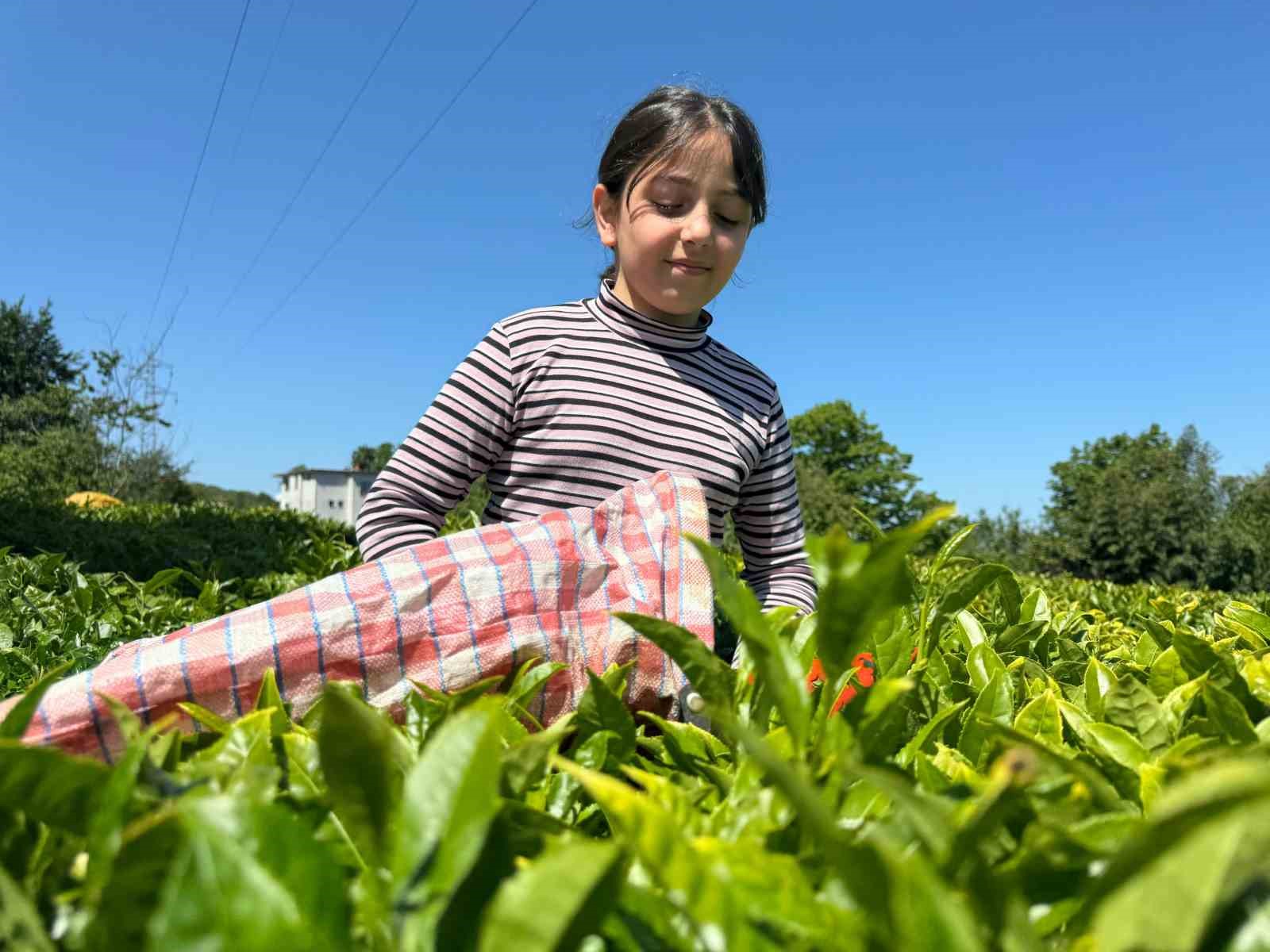 ÇAYKUR’dan kontenjan uygulaması