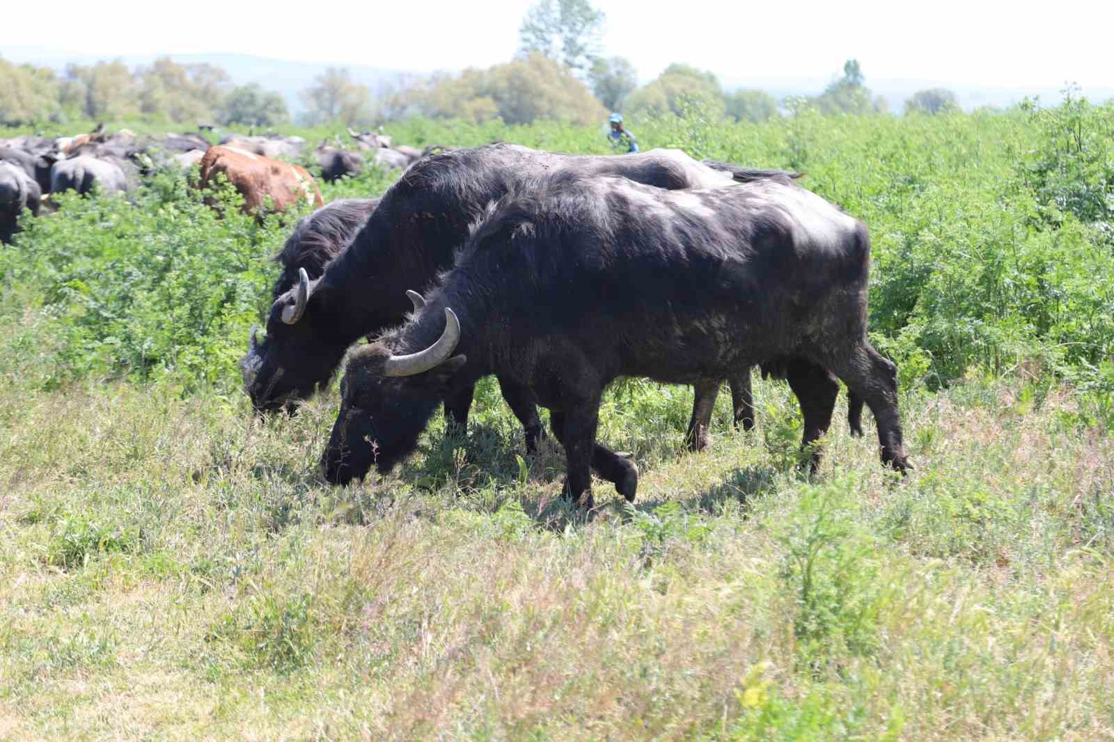 B&uuml;y&uuml;kşehir destekledi &uuml;retici kazandı

