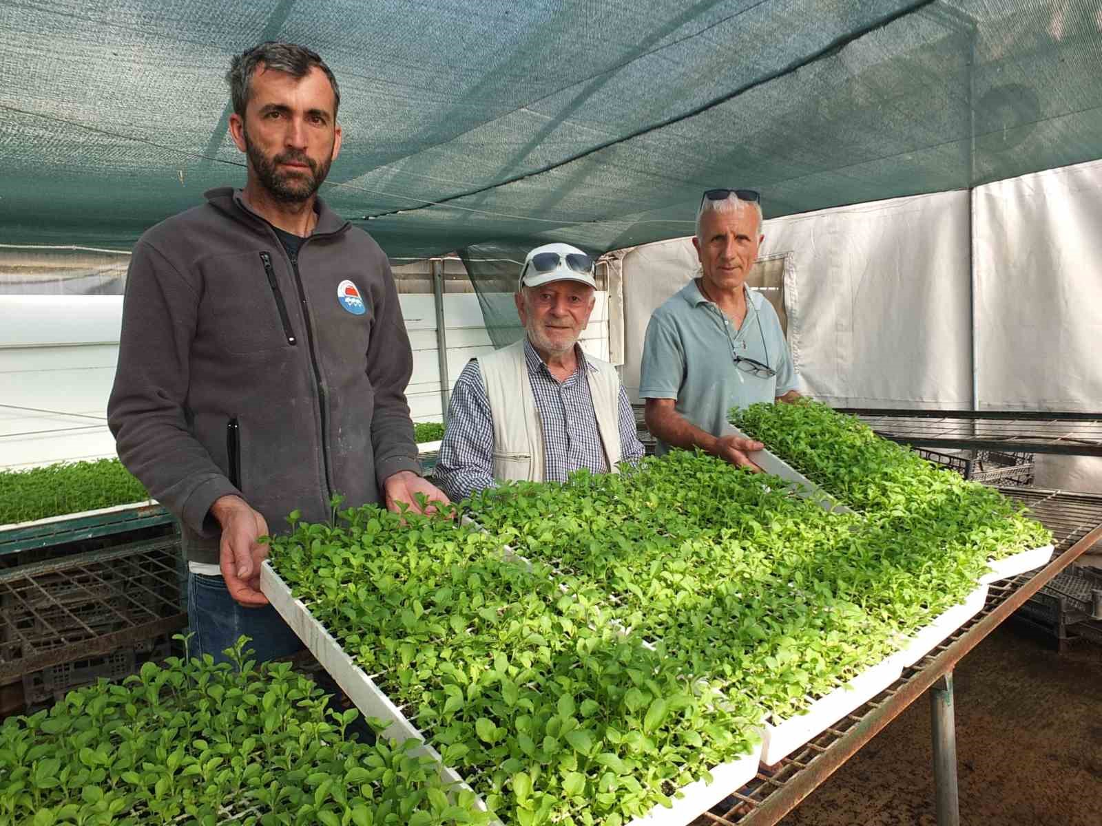 Balıkesir’de Stevia fidesi sevkiyatına başlandı
