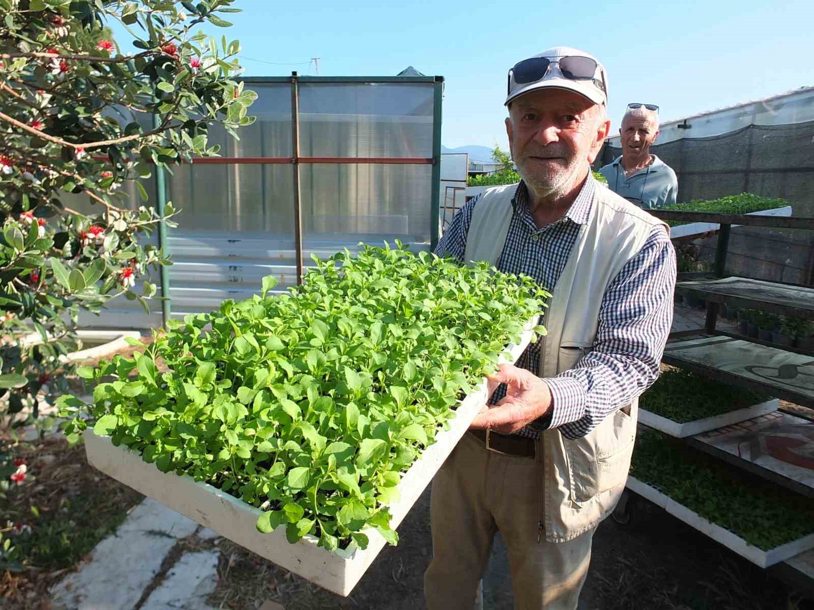 Balıkesir&rsquo;de Stevia fidesi sevkiyatına başlandı
