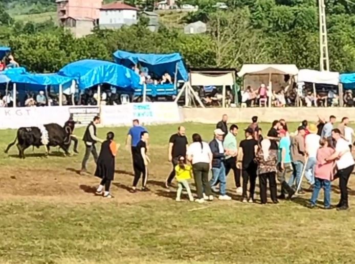 Artvin’de şampiyon boğa sahibini yaraladı