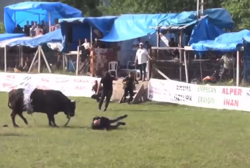 Artvin’de şampiyon boğa sahibini yaraladı