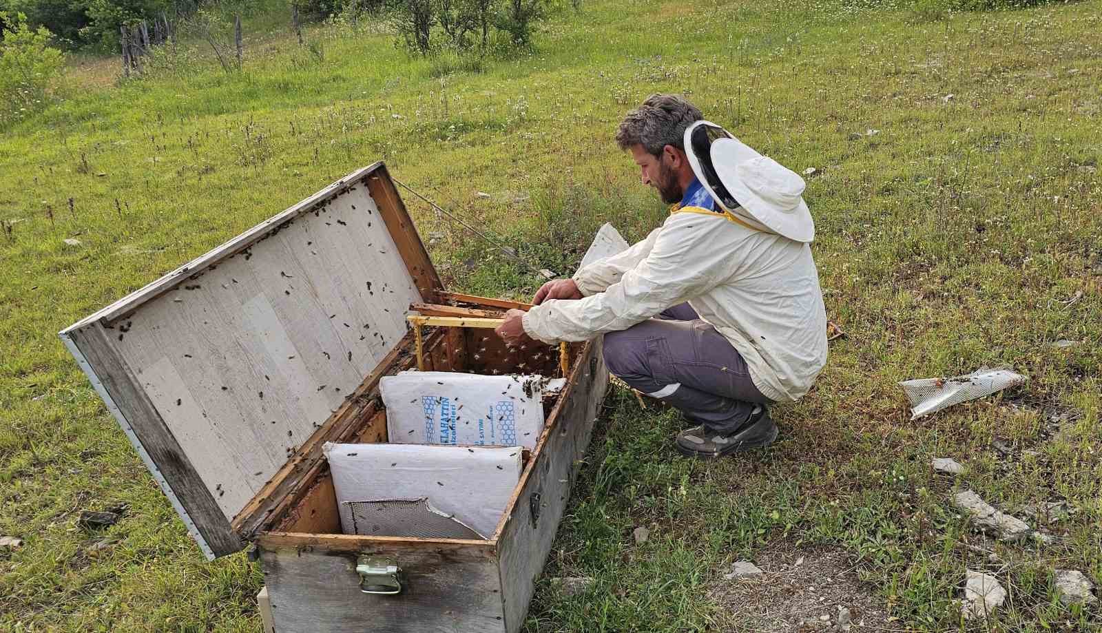 Kastamonu’da ayı bal kovanlarını parçaladı