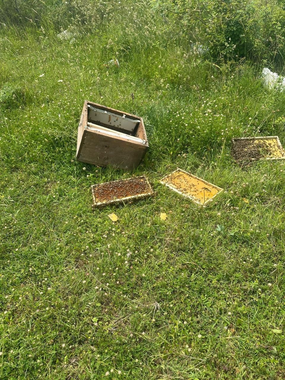 Kastamonu&rsquo;da ayı bal kovanlarını par&ccedil;aladı
