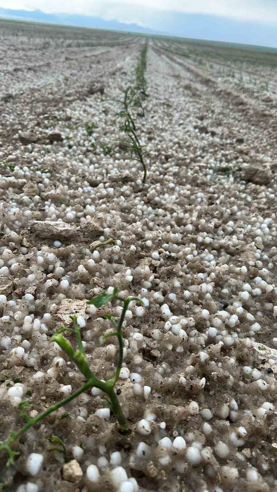 Aksaray&rsquo;da sağanak ve dolu tarım arazilerini vurdu
