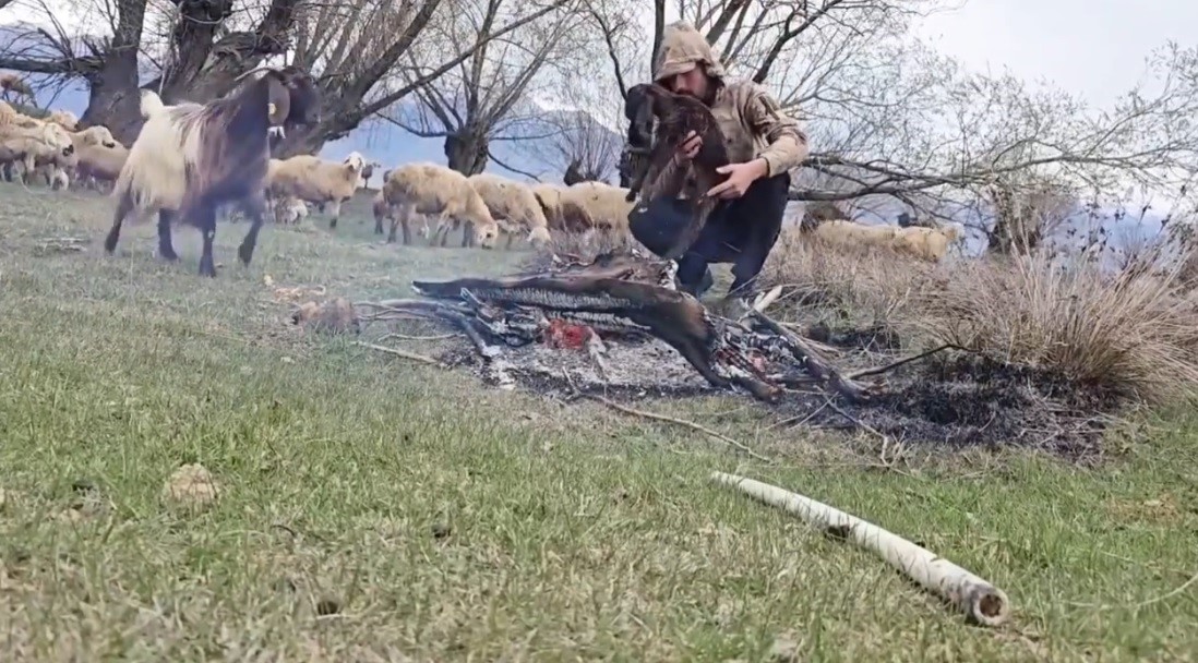 Doluya yakalanan sürüde ıslanan oğlağı ateş yakarak ısıttı